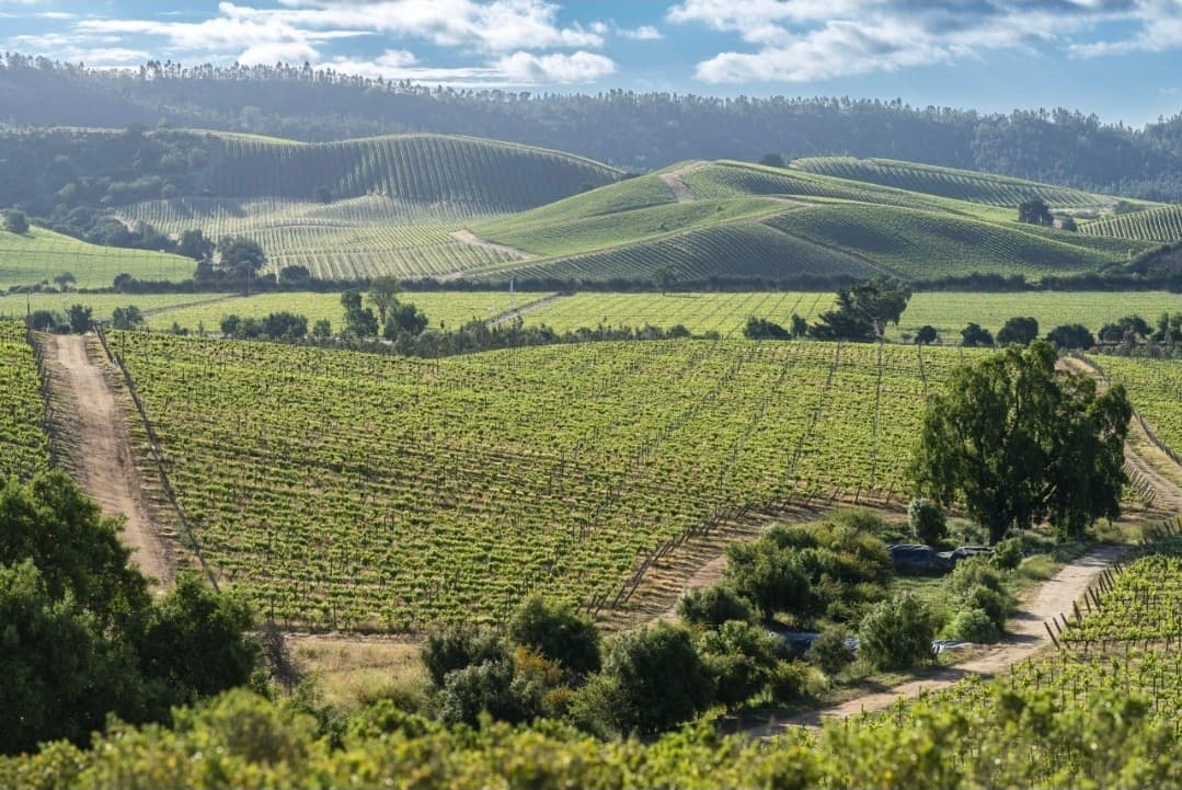 Vinhedos em colinas verdes no Vale de Casablanca